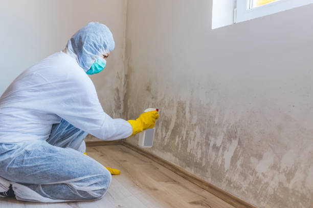 Professional Mold Removal in Belcourt, ND